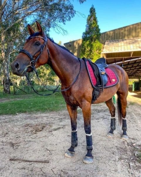 Iconic Equestrian | Dressage Saddle Pad | DoWell Equine